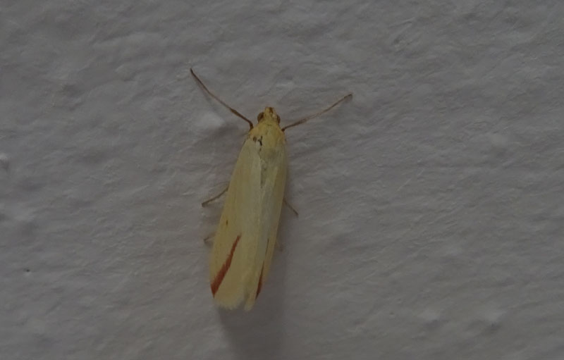 Rhodometra sacraria - Geometridae